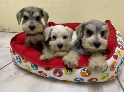 Schnauzer Mini filhotes