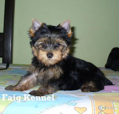 YORKSHIRE TERRIER YORKSHIRE TERRIER
