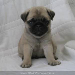 basset hound pug basset hound pug buldogue ingl 202 s labrador bichon basset hound pug basset hound pug buldogue ingl 202 s labrador bichon