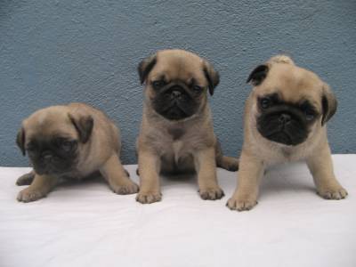 pug ingles canil ortiz basset hound pug buldogue ingl 202 s labrador bichon pug ingles canil ortiz basset hound pug buldogue ingl 202 s labrador bichon