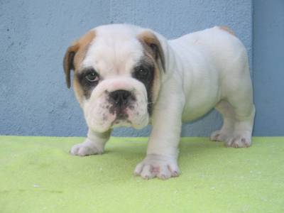 basset hound pug basset hound pug buldogue ingl 202 s labrador bichon basset hound pug basset hound pug buldogue ingl 202 s labrador bichon