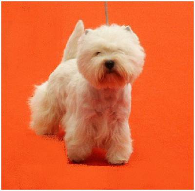 WEST HIGHLAND WHITE TERRIER