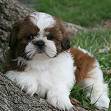 LINDOS FILHOTES DE SHIH TZU COM PEDIGREE LINDOS FILHOTES DE SHIH TZU COM PEDIGREE