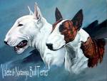 Bullterrier