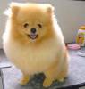 Canil Ale Dogs