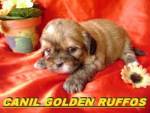 Canil Golden Ruffos