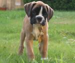 Boxers De Canirutilus