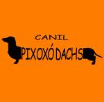 Canil Pixox Dachs