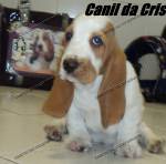 Canil Da Cris