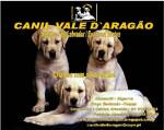 Canil Vale Daragao