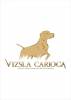 Vizsla Carioca