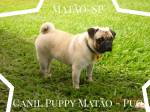 Canil Puppy Matao - Pugs