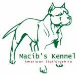 Macibs Kennel  Asts