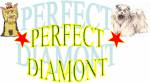 Canil Perfect Diamont