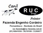 Canil Ruc Dogs Pointer