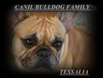 Family Bulldogs Kennel