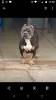 Kennel Loyal Heart