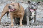 Petclube-amichetti