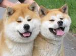 Akita Inu