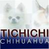 Chihuahuas Tichichi