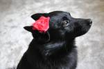 Fhol - Schipperke E Malinois