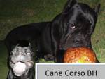 Cane Corso Bh