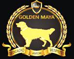 Golden Maya Shihtzu