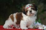 Canil Naraine Shih Tzu Mococa