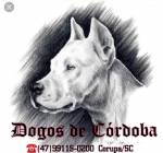 Canil Dogos De Cordoba