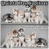 Quinta Das Capitoas