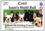 Saints Wolff Bull Kennel