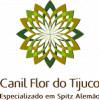Canil Flor Do Tijuco