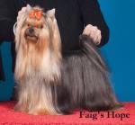 Faig Kennel Yorkies E Malteses