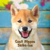 Canil Nippon Shiba-inu