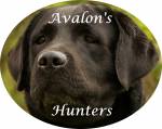 Avalons Hunters