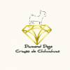 Diamond Dogs Chihuahuas