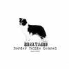 Bealtaine Border Collies