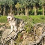 Vaelico Agog Alaskan Malamute