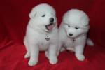 White Puppies