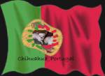 Chihuahua_portugal