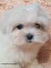 Filhotes Canil Ursinhos Puppies