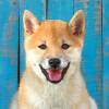 Canil Nippon Shiba-inu