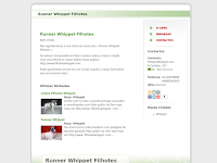 Canil Runner Whippet Filhotes